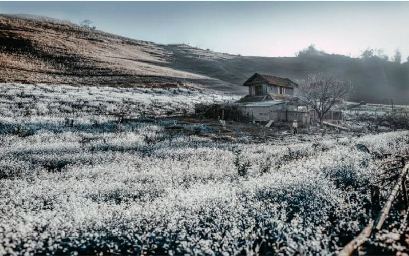 Trải nghiệm độc đáo tại Mộc Châu vào mùa đông